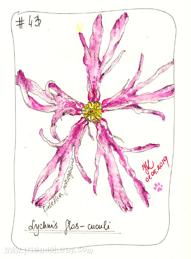 100 flowers in colour