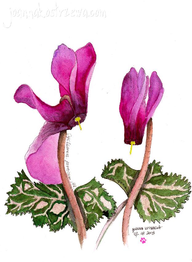 Cyclamen