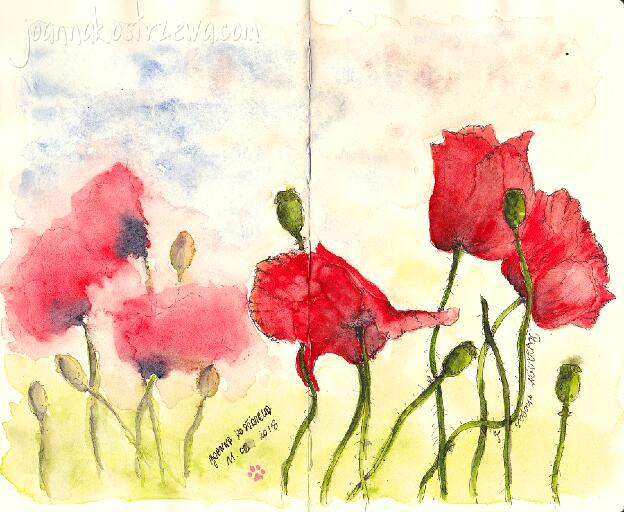 Poppies